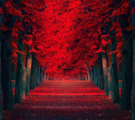 Red Nature Wallpapers - Wallpaper Cave