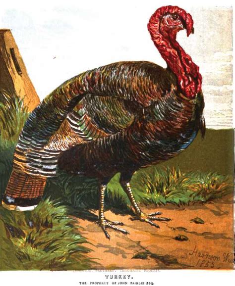 History of the Turkey in Britain - The Poultry Pages