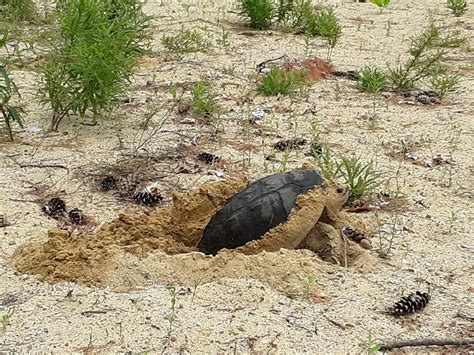 Protecting Snapping Turtle Nests