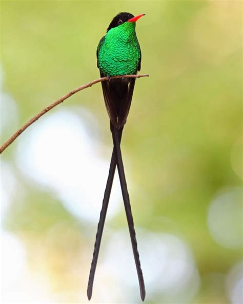 Red billed streamertail - Alchetron, the free social encyclopedia