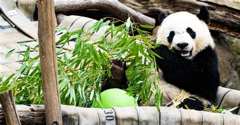 The 2 US Zoos Where You Can Still See Pandas - Scenic States