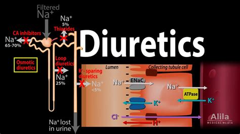 Furosemide Mechanism Of Action - Management of severe hyperkalemia in ...