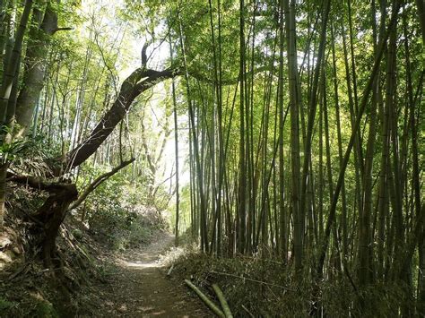 Tenen Hiking trail (Kamakura) - Lohnt es sich? Aktuell für 2024 (Mit fotos)