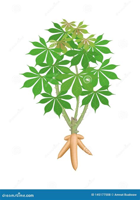 Cassava Tree Plant, Cassava Rhizomes Isolated on White Background ...