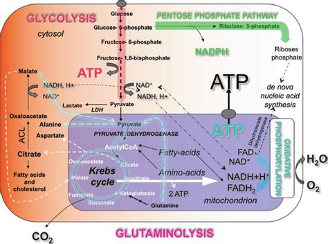 1 Main pathways of cellular and mitochondrial energy metabolism. The ...