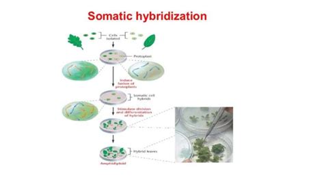 Protoplast fusion and somatic hybridization