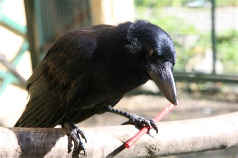 New Caledonian crows can create compound tools | Max-Planck-Gesellschaft