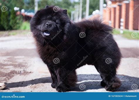 A Black Dog Of The Chow Chow Breed Stands On The Road Stock Photography | CartoonDealer.com ...