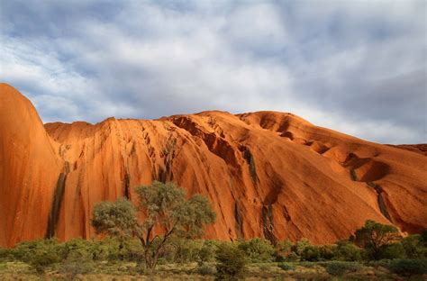 Download Uluru-Kata Tjuta National Park Nature Tree Outback Australia ...
