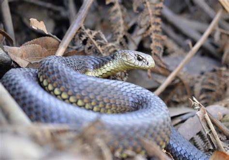 SNAKES ALIVE! ARE THERE SERPENTS IN NEW ZEALAND? | Where Monsters Dwell