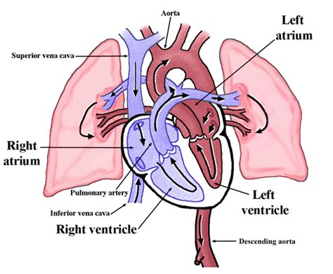 Blood flow through heart & lungs | MedSchool | Pinterest | Lungs, Human Heart and Physiology