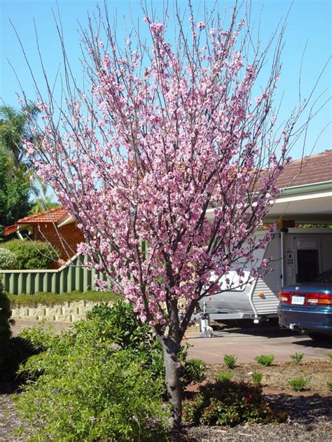 Free picture: plum, tree, blossom, woodvale