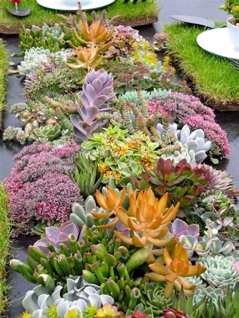 beautiful colorful succulents composition garden decor ideas #garden #ideas #design | Succulent ...