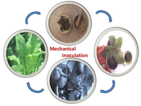 Transmission of plant virus