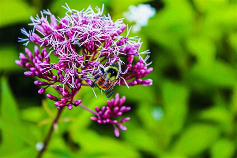 Purple Flower Bee Pollination - Free photo on Pixabay - Pixabay