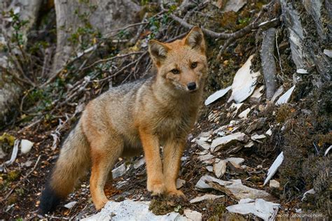 Wildlife of Patagonia Chile and Argentina | Fox species, Animal ...