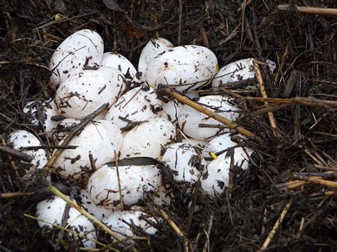 Nest Full Of Alligator Eggs ‣ In The Viewfinder