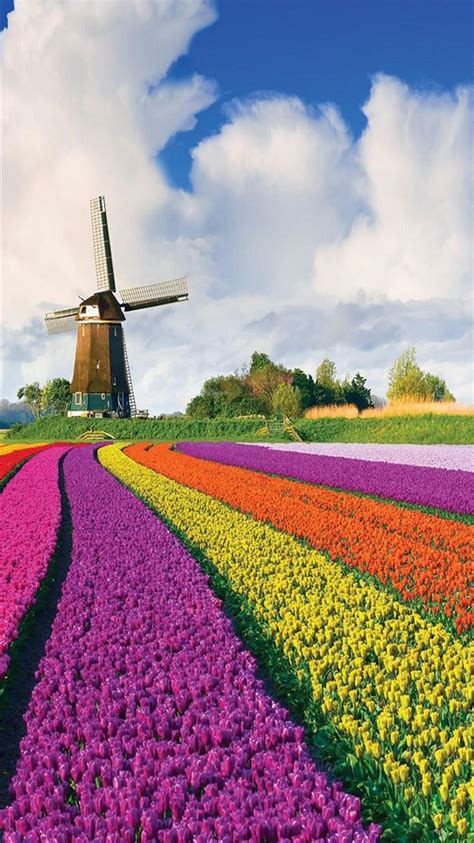 Tulip Fields of Netherlands iPhone 8 Wallpapers Free Download