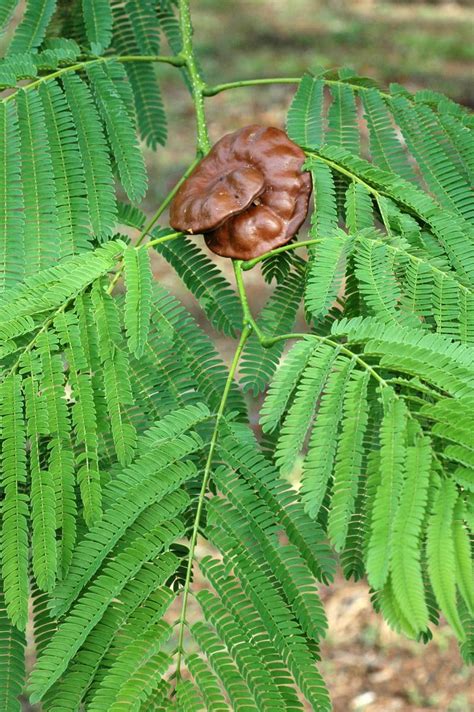 Enterolobium cyclocarpum (Fabaceae) image 11335 at PhytoImages.siu.edu ...