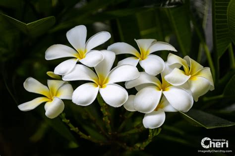 Hawaiian White Plumeria : r/VisitingHawaii