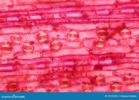 Plant Cell Surface of Leaf Under Microscope Stock Photo - Image of high, background: 74725102