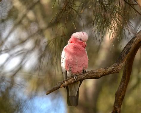 Galah - Facts, Diet, Habitat & Pictures on Animalia.bio