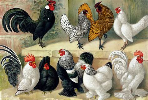 Types and varieties of bantam chickens - Cluckin