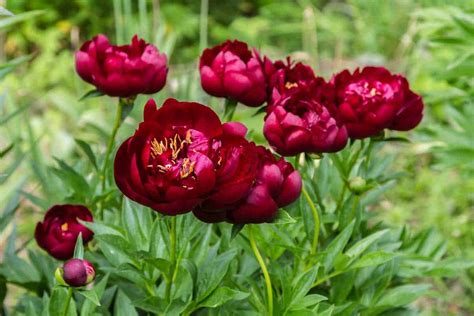 18 Red Peony Varieties You Should Know