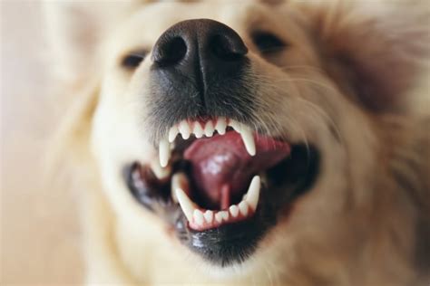 How to Stop & Prevent Periodontal Disease in Dogs | Gardena Vets