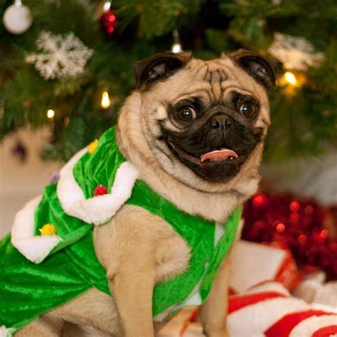 Christmas Tree Dog Costume | BaxterBoo