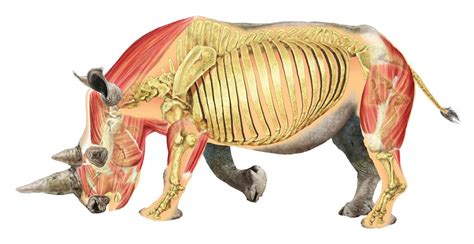 Rhino anatomy - muscles and bones | animal anatomy | Pinterest | Rhinos, Anatomy and Muscles