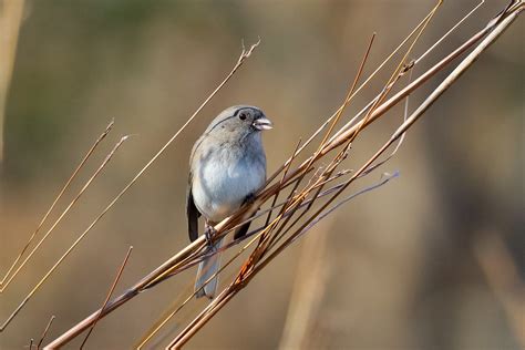 Dark-eyed Junco | feeding on some tall grass seeds, Quail Ri… | Flickr