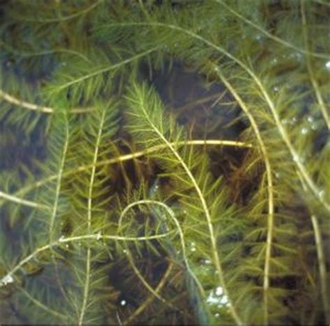 Submerged Weeds - Eurasian Watermilfoil | Aquatic Weeds and Solution ...