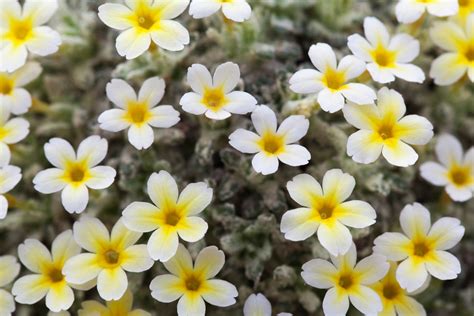 Tiny Yellow White Flowers Free Stock Photo - Public Domain Pictures