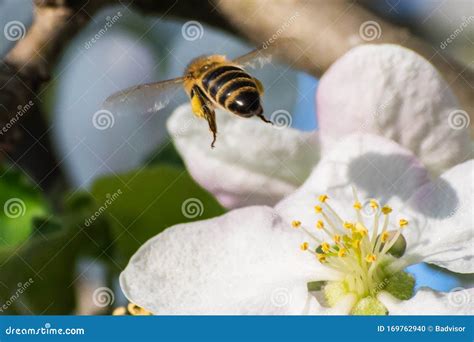 Honey Bee, Pollination Process Stock Photo - Image of pollinate, busy: 169762940