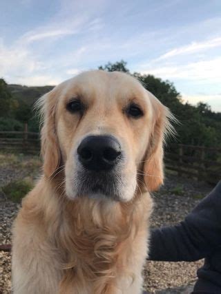 34 Unique Golden Retriever Names [with PICS!]