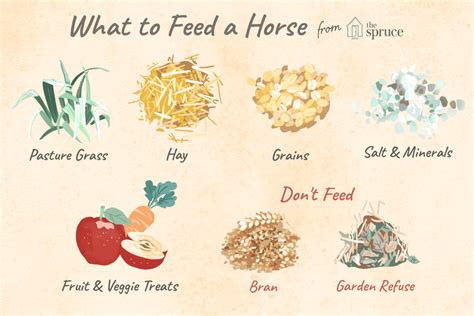 Common Feeds for Horses