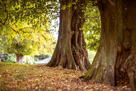 Oak Tree Forest - Free Photo - Avopix.com