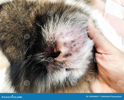 Closeup Dog Ear Problem,show the Secondary Skin Infections in Dogs with ...