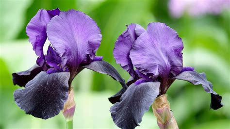 When to plant iris bulbs: for a colorful and showy display | Homes & Gardens