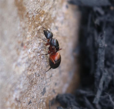 Pretty sure this is a Black Carpenter Ant queen, but why is the front of her abdomen bright red ...