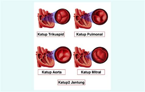 Gambar Organ Tubuh Manusia Keterangannya Beserta Gambar Jantung Terdiri ...