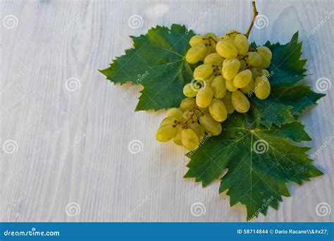 Malvasia grape stock photo. Image of italy, bouquet, historically - 58714844