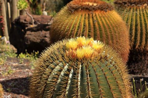 Yellow Flowers of Ferocactus Glaucescens, Barrel Cactus Stock Image ...