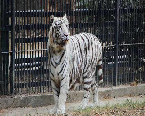 Observing animals 24x7, all healthy: Delhi zoo