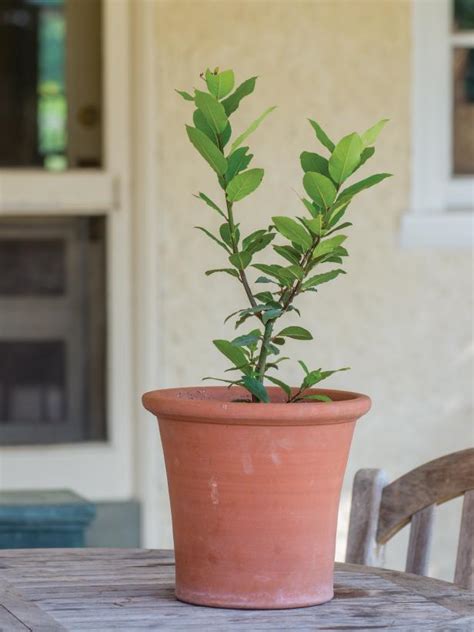 Herbs That You Can Grow Indoors | HGTV