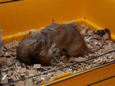 Are My Rats Playing or Fighting? Understanding Rat Behavior