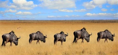 18 Wildebeest Facts (Aka Gnu) - Fact Animal