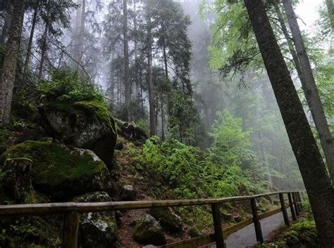 Black Forest - the best german hiking trail Triberg, Black Forest ...