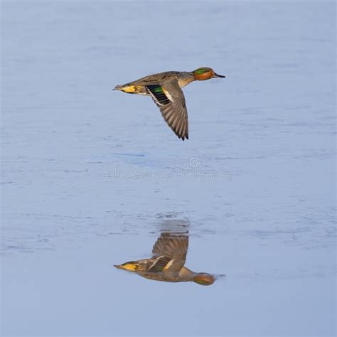 Green-winged Teal stock image. Image of birds, flying - 37876493